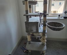 Used big cat tree for free