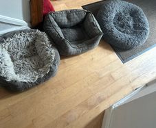 dog beds.  Free