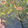 pond Image 6