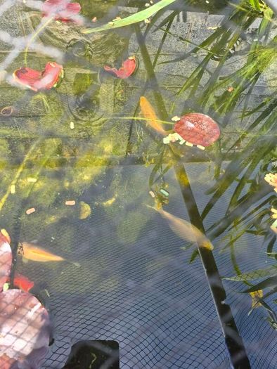 pond