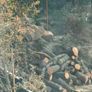 pine tree wood Image 2