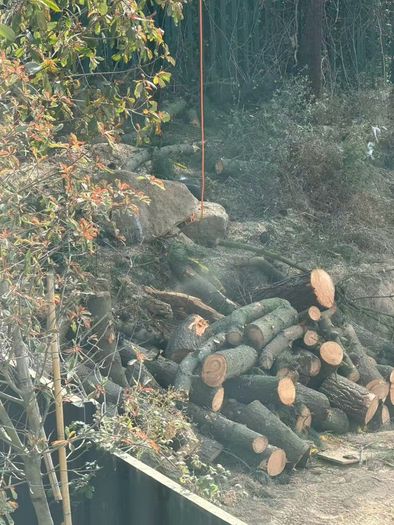 pine tree wood