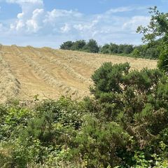 Haylage