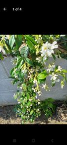 Evergreen jasmine highly scented