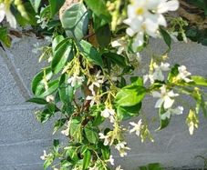 Evergreen jasmine highly scented