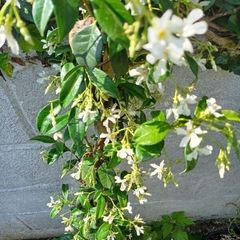 Evergreen jasmine highly scented