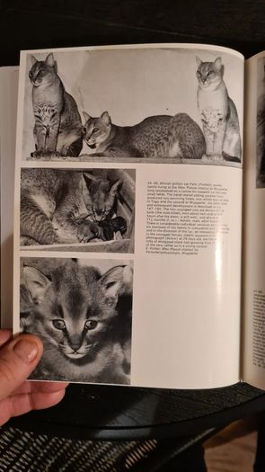 International Zoo Yearbook Volume 18. Edited By P. J. S. Olney. Published By The Zoological Society Of London. First Edition. Hardback With Dustjacket In Very Good Condition.