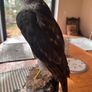 taxidermy sparrowhawk Image 4