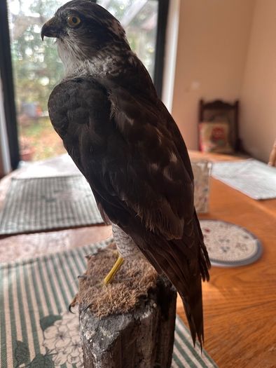 taxidermy sparrowhawk