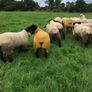 Charollais Suffolk texel and Dutch spotted rams Image 6