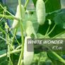 (C) Cucumber seeds from only 1.00 per pack Image 4