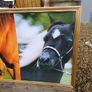 Vintage Equestrian Picture Image 5