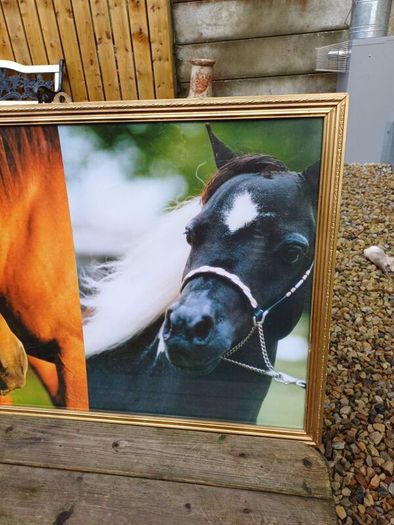 Vintage Equestrian Picture