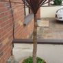 Palm Tree Image 2