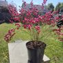 Cytisus praecox Allgold Image 2