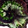 Begonia Image 2