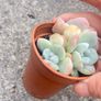 plant Image 2