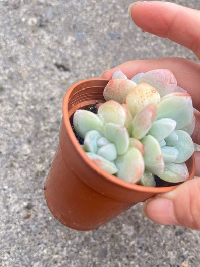 plant