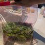 Frogbit (big portion), Hydrocotyle tripartita, Ramshorn snail Image 7