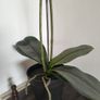 Artificial Plant Image 3