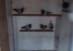 pigeons