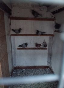 pigeons