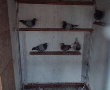 pigeons