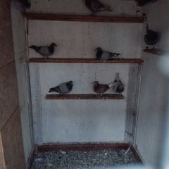 pigeons
