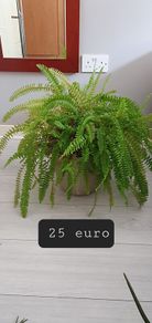 indoor plants