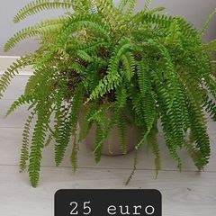 indoor plants