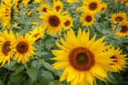 (S) Sunflower Topolino seeds 0.8g (412488)