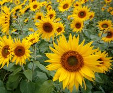 (S) Sunflower Topolino seeds 0.8g (412488)
