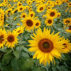 (S) Sunflower Topolino seeds 0.8g (412488)