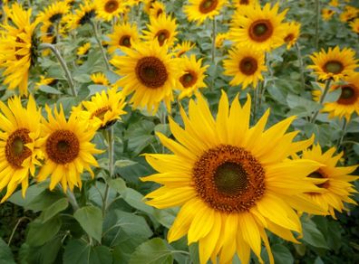 (S) Sunflower Topolino seeds 0.8g (412488)
