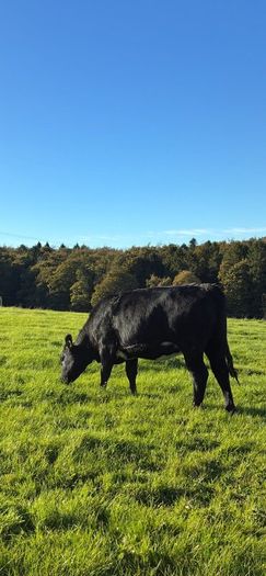 Heifers
