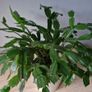 plant Image 2