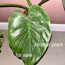 plant Image 6