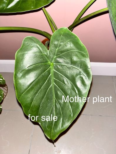plant