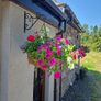 Hanging basket Image 6