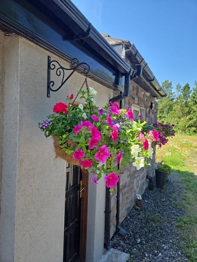 Hanging basket