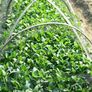 Anti Bird protection netting Image 7