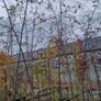 Trees Image 3