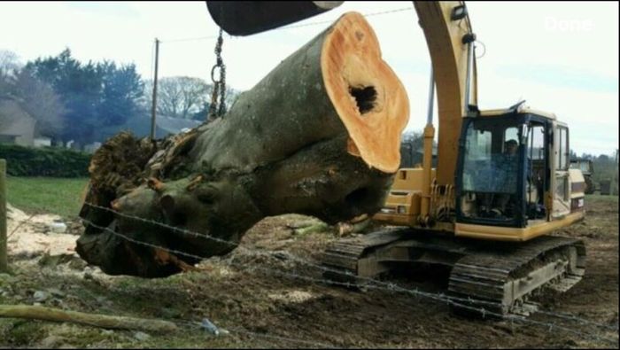 Tree felling