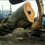 Tree felling Image 3