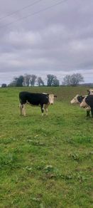 Hereford heifers