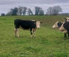 Hereford heifers
