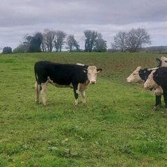 Hereford heifers