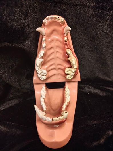 Vintage Canine Jaw Model