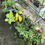 cottage garden perennial flowers Image 6