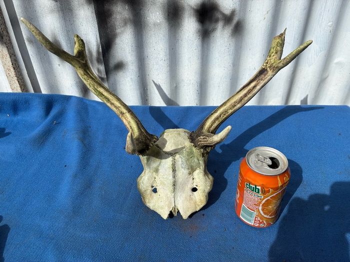 Deer skull and horns